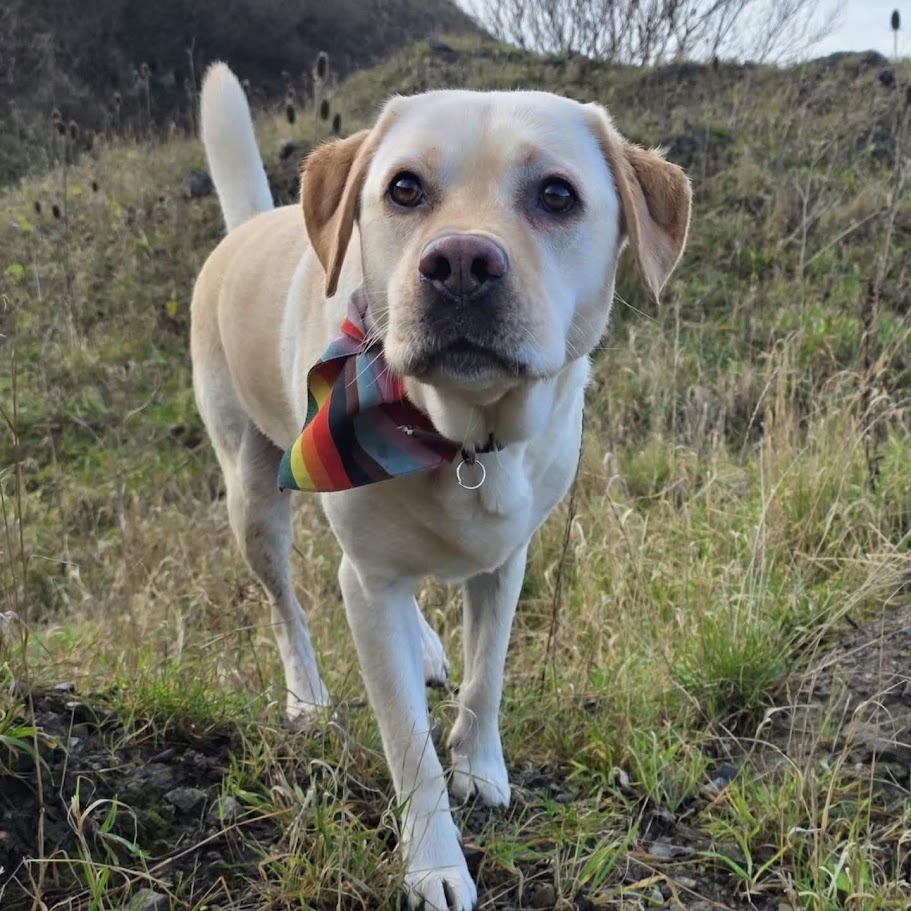 Arlo the labrador